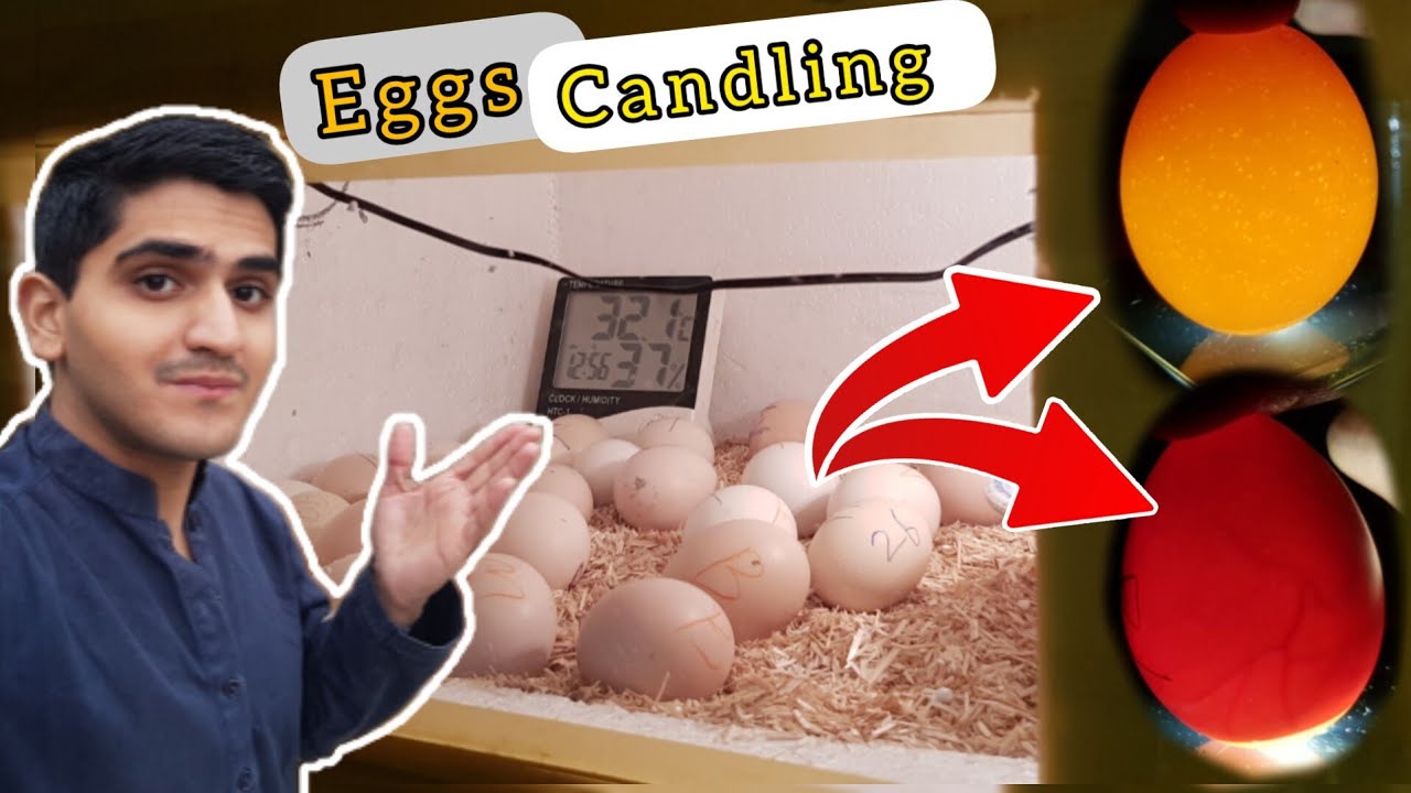 Chicken eggs candling How to do candling eggs fertile or unfertile shehr or gaon YouTube