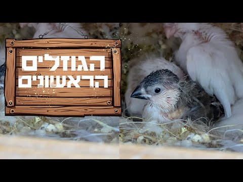 שמים טבעות לגוזלים הראשונים לעונה אצל ציפורי הנוי שלנו