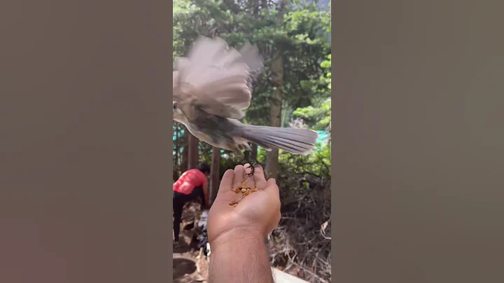 Feed grey jay