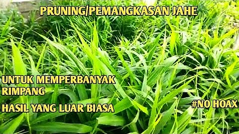 PRUNING JAHE MERAH UMUR 8BULAN‼️