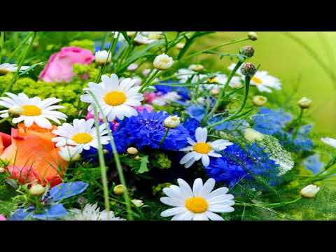 tulpan flower video