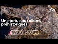 Tortue alligator  la machine de guerre  zapping sauvage