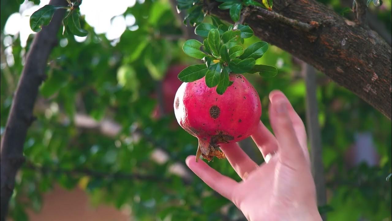 How To Prune A Pomegranate Tree YouTube