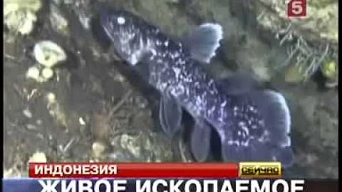 ВИ: Впервые сняли на пленку живого целаканта.