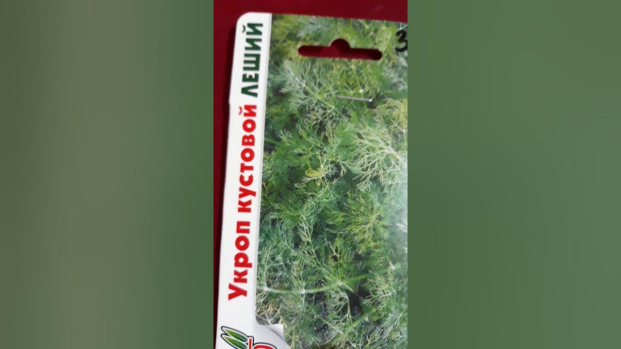 Укроп леший кустовой 1гр сиб сад. Укроп кустовой. Укроп кустистый. Укроп сорт леший. Укроп леший отзывы.