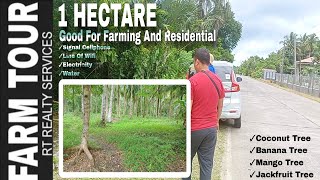 #84 | #available | 1 Hectare | 80 Pcs Coconut Tree