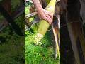 Cutting Coconut Flower with wasp on tip 🌴🌺 #coconutflower #coconutwine #toddy #coconuttree