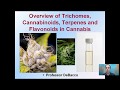 Overview of Trichomes, Cannabinoids, Terpenes and Flavonoids in Cannabis