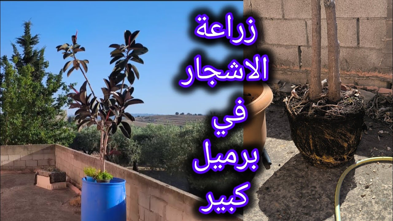 ما عندك أرض؟ ازرع في برميل وخلي الأشجار تكبر بسهولة! | فيكس مطاط