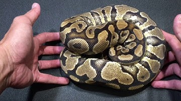 EPIC UNBOXING!!! Ball Python Collection Update