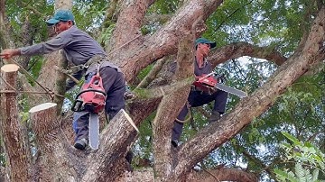 Het zagen van een gigantische tamarindeboom in Thoai Son. Hightech boomzagen.