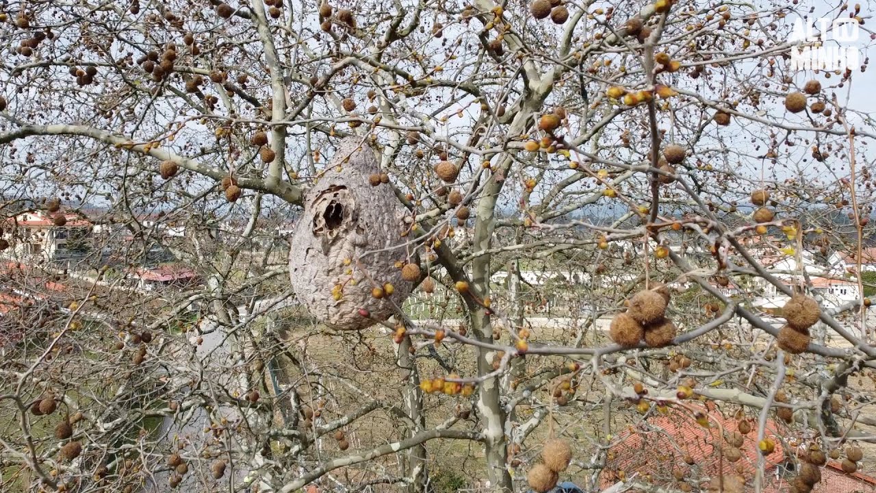 Monção instala armadilhas artesanais para captura da vespa asiática | Altominho TV