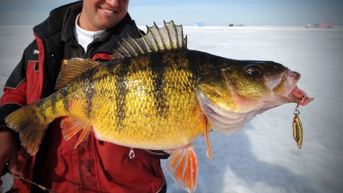 A Guide to Choosing the Right Ice Line – Tuned Up Custom Rods