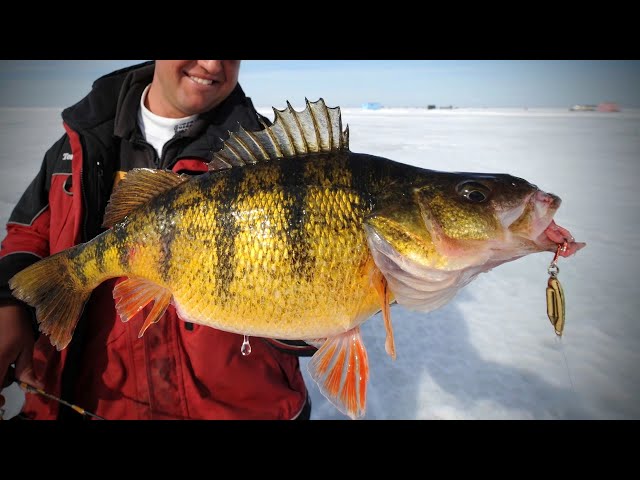 Perch Fishing Tips - The Only 5 Perch Baits That Matter 