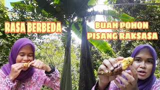 Musa Ingens - Rasa Buah Pohon Pisang Raksasa