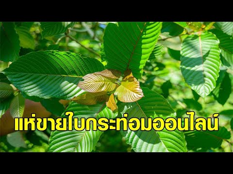 วีดีโอ: การปลูก Actinidia Kolomikt ในกระท่อมฤดูร้อน