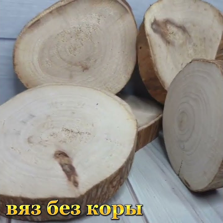 Спил Вяз 6-8,5 см, 10 штук с бесплатной доставкой - YouTube