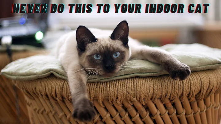 If you have an indoor cat, never do this!