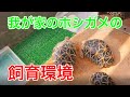 我が家のホシガメの飼育環境