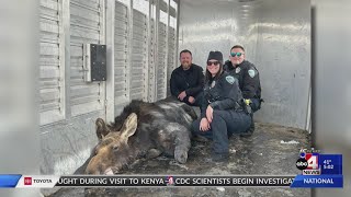 A Moose in Centerville is Relocated After Found in Construction Site