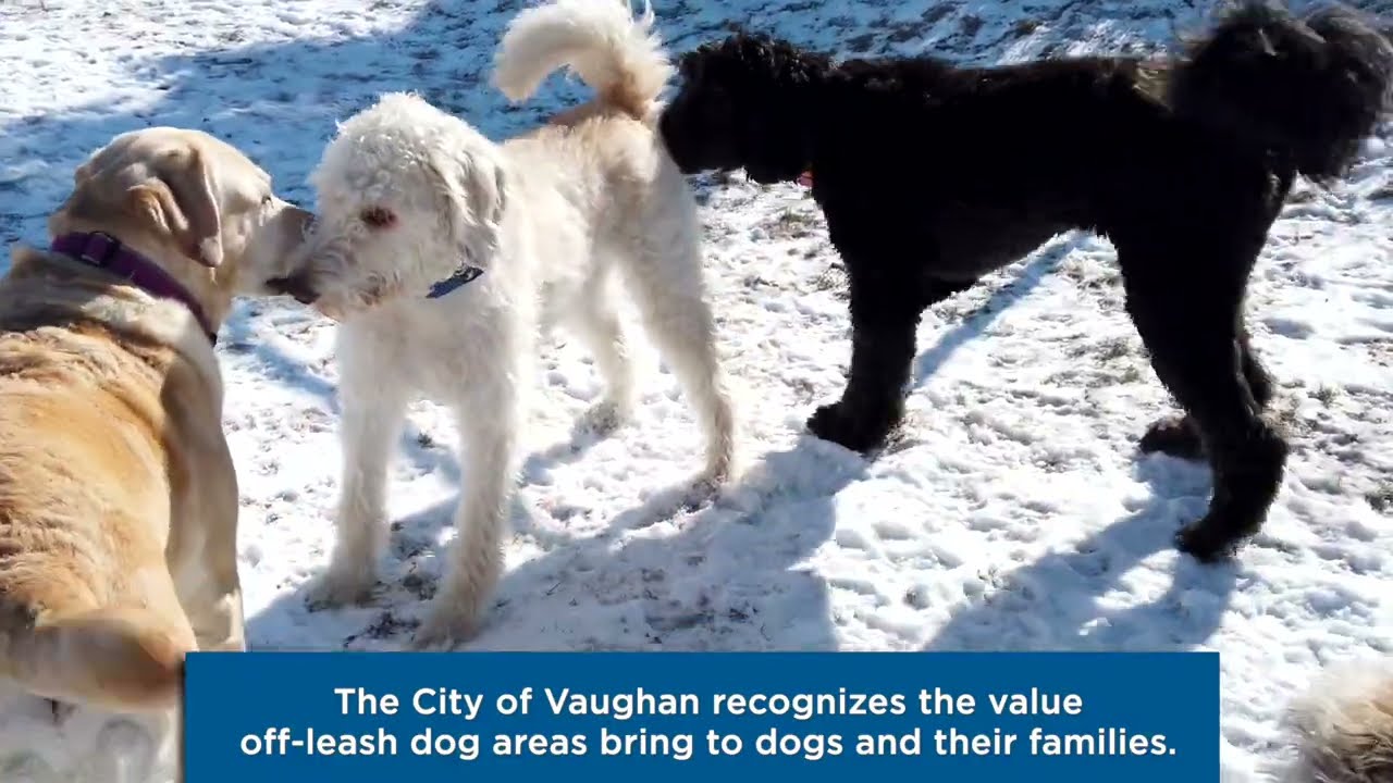 Off-leash dog area safety