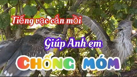 Tiếng vạc cắn /tiếng vạc mồi/vạc cắn/âm thanh bẫy vạc không tạp âm/Thợ Rừng Nghệ Tĩnh (#6)