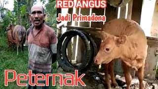 Sapi jenis red angus jadi primadona para peternak