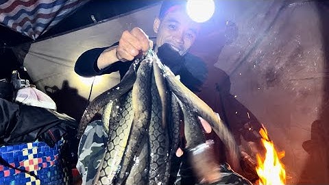 Không Ngờ Ở Đây Lại Nhiều Cá Chạch Đến Vậy Câu Cá Cắm Trại Nấu Ăn Trong Rừng￼ 🔥🏕️