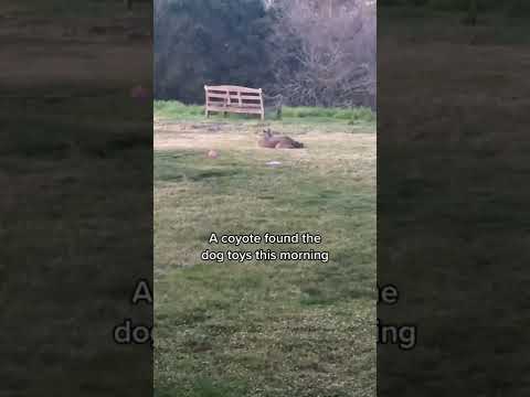 Coyotes Go Viral After Being Caught Playing With Dog Toys | What's Trending In Seconds | #Shorts