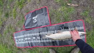 How i deadbait for pike