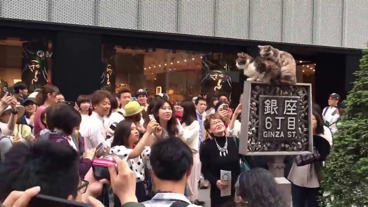 銀座シックスに姉妹猫現る Youtube