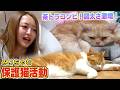 【図太い元ボス猫】みりちゃむが預かっている茶トラ猫のたくあんとメンマに変化が！！（嗚呼!!みんなの動物園）のサムネイル