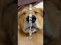 子育て疲れのゴールデンレトリバー...【子猫を保護】