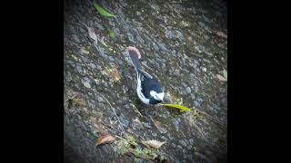 動動鳥~白鶺鴒😅😆，早餐時光 #北投