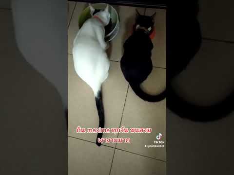 รีวิวอาหารแมวmaxima ,ของเขาดีจริง