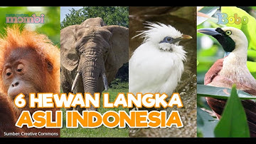 Mengenal Hewan Langka Asli Indonesia