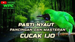 pancingan burung cucak ijo respon emosi ikut gacor