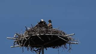 osprey chicks in nest
