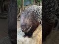 Indisches Stachelschwein, Indian porcupine (Hystrix indica), Tierpark Hamm 2025