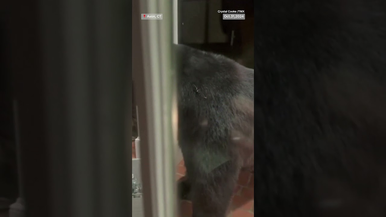 Black bear bandit makes sweet escape with Halloween candy