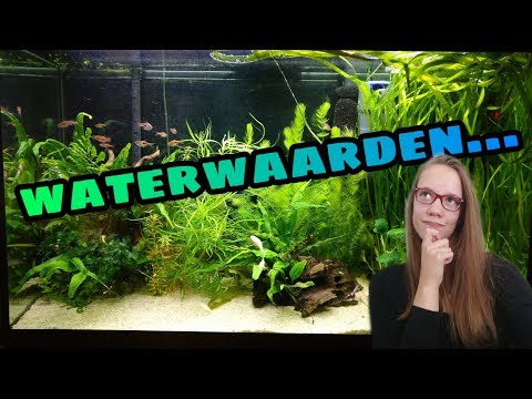 Video: Hoe Planten Uit Een Aquarium Te Wassen?