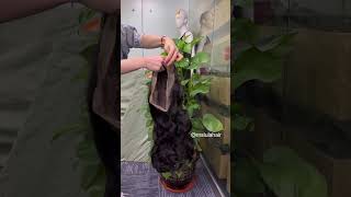 Bouncy Curl Wig 360 Lace Frontal Wig Ms Lula Hair