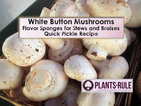 White Button Mushrooms: Flavor Sponges for Stew, Braising, and Pickling from Plants-Rule