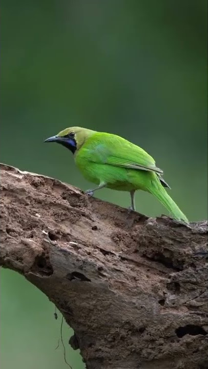 cucak cungkok liar di hutan‼️#shorts #viral #short