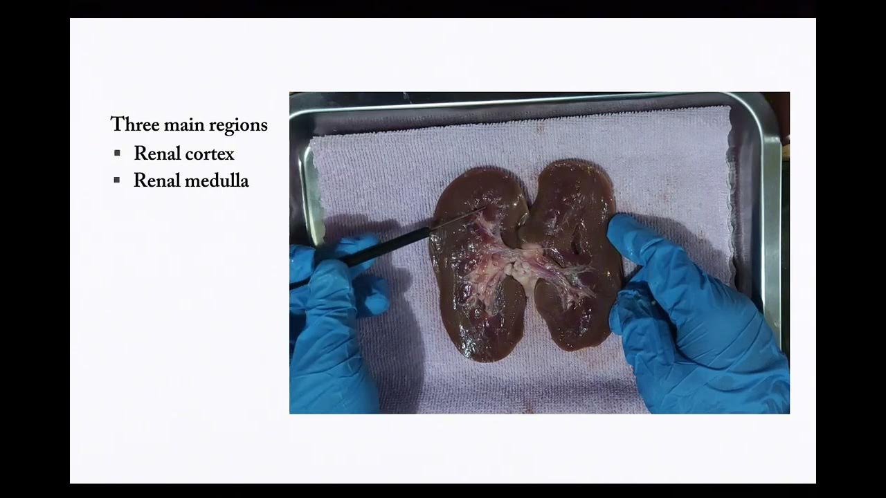 PIG'S KIDNEY DISSECTION ANATOMY AND PHYSIOLOGY 1 KIDNEY