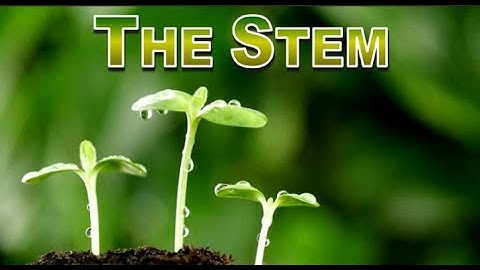 CH 3-Morphology in Flowering Plants Part 2: The Stem
