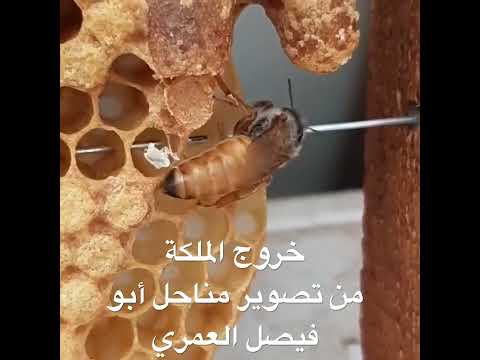 مناحل أبو حسن للعسل البلدي 