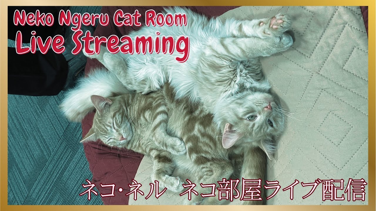 - HeartVod