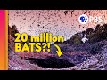 Understanding Bats: Nature's Nighttime Navigators