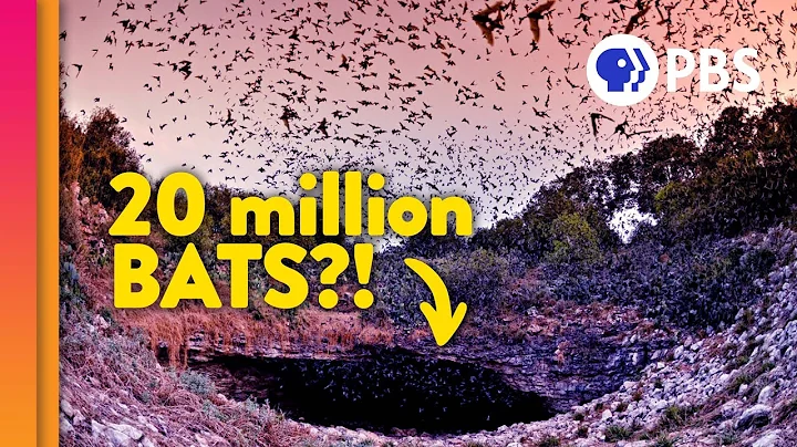 Visiting the Largest Bat Colony on Earth! - DayDayNews